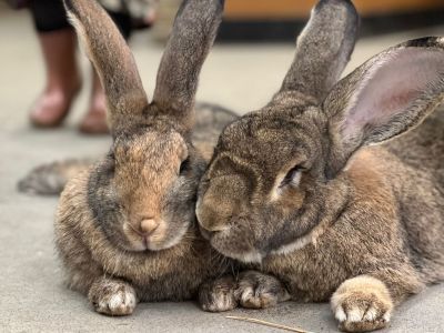 Rabbit Awareness Week 
