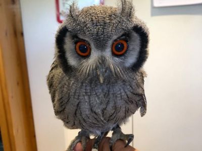 International Owl Awareness Day 